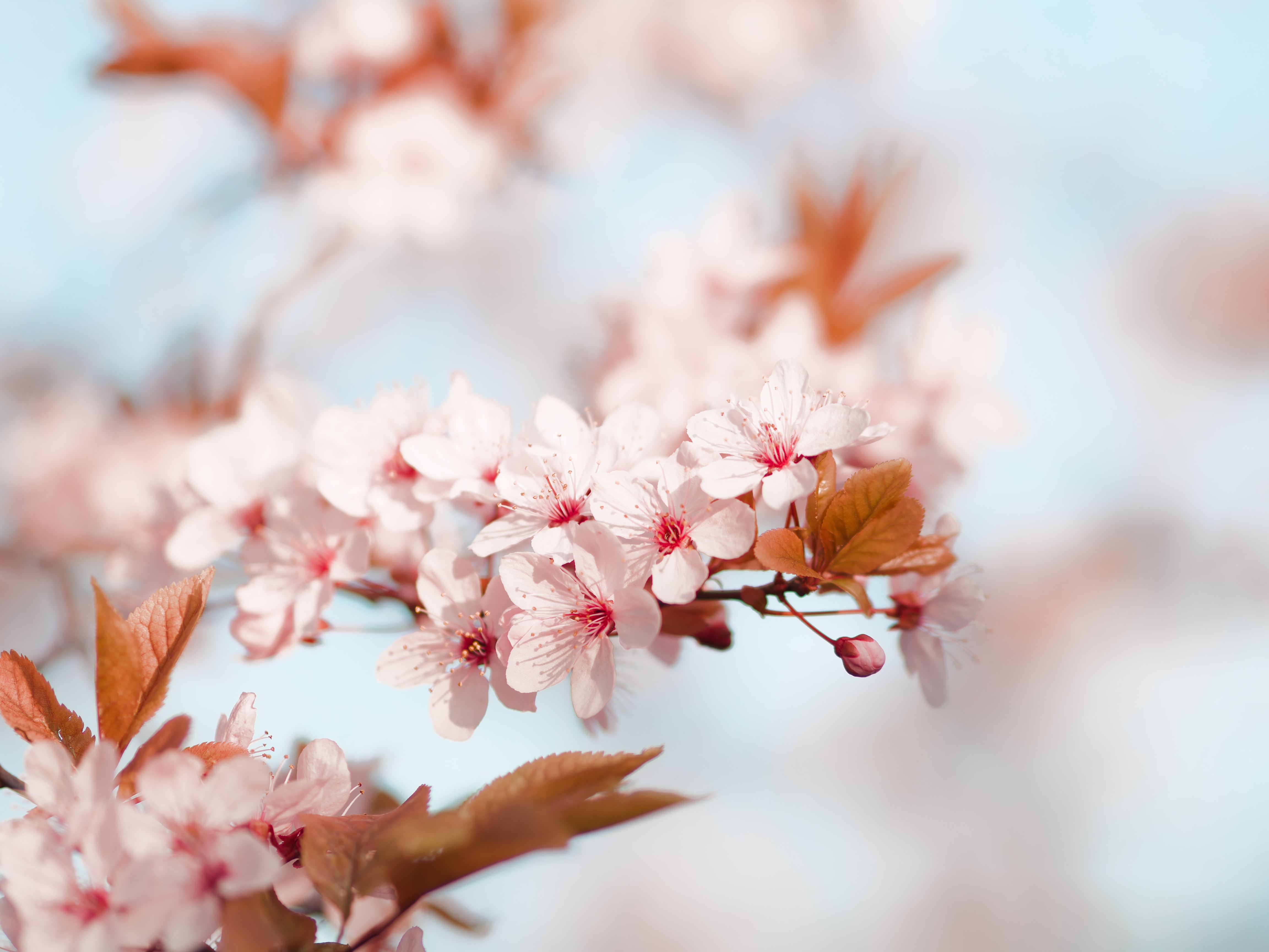 Photograph of cherry blossoms.